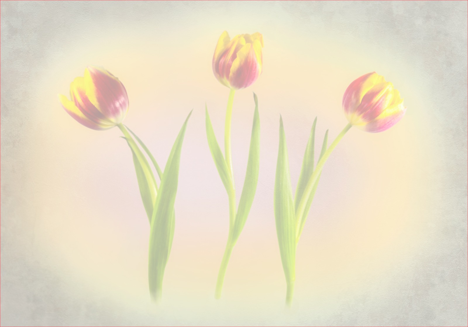 Three Tulips copy small copy