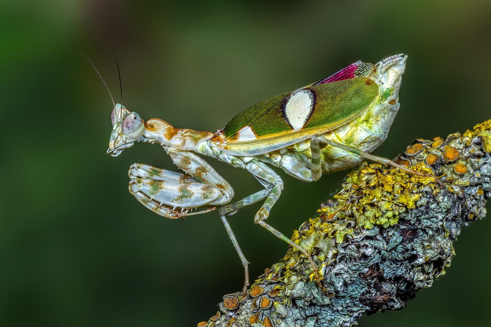 Jewelled Flower Mantis