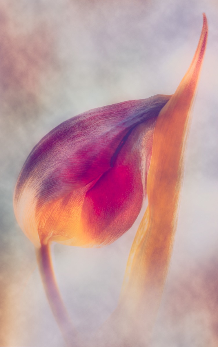Tulip Study