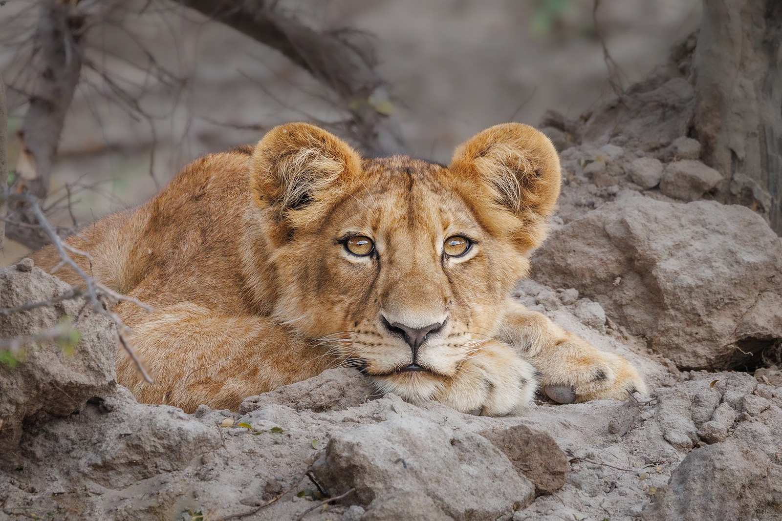 Lion Cub Portrait