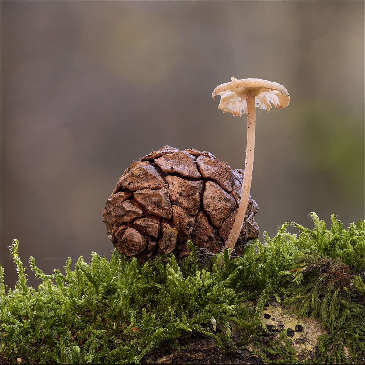Mycena on Pine Cone