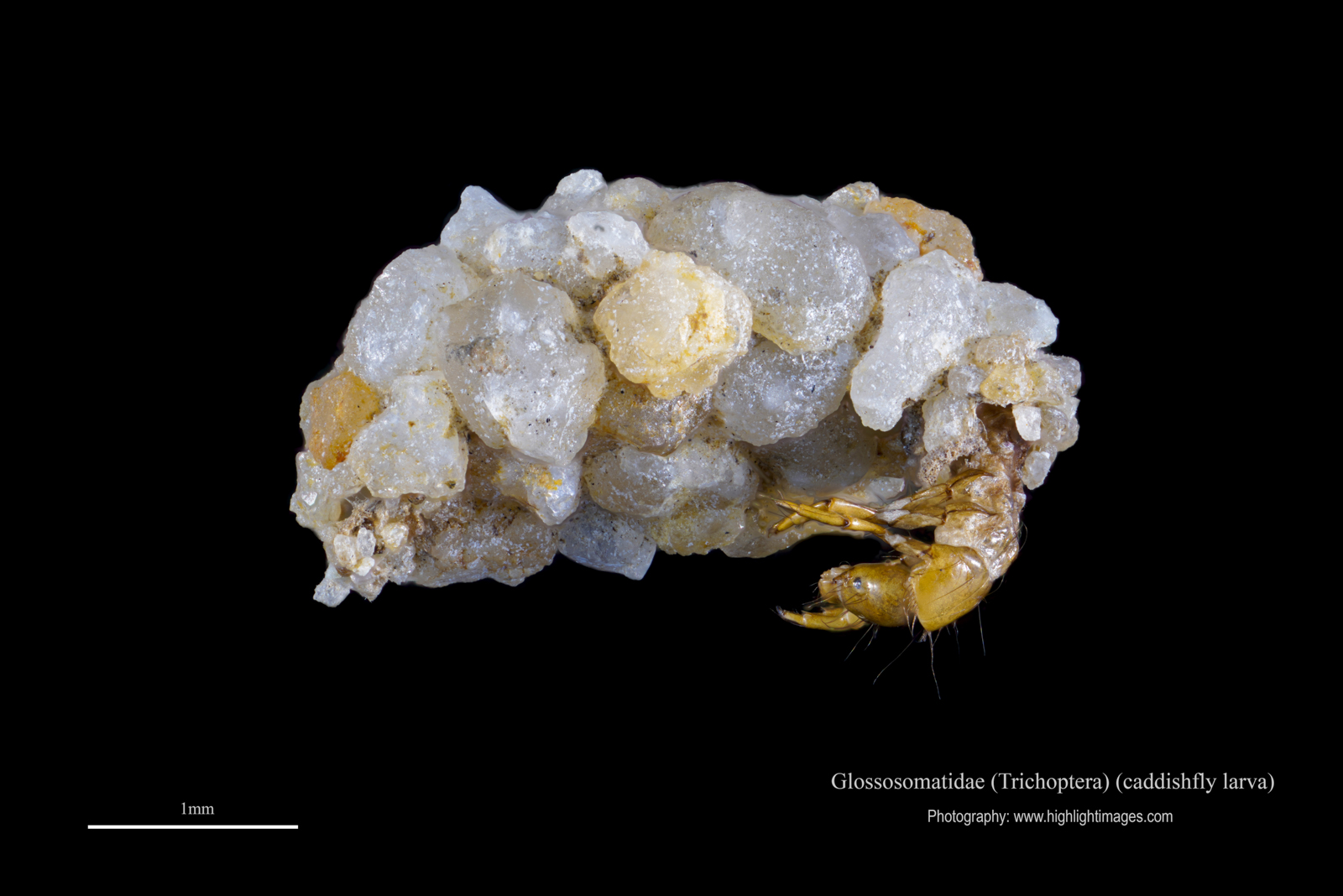 Caddishfly larva
