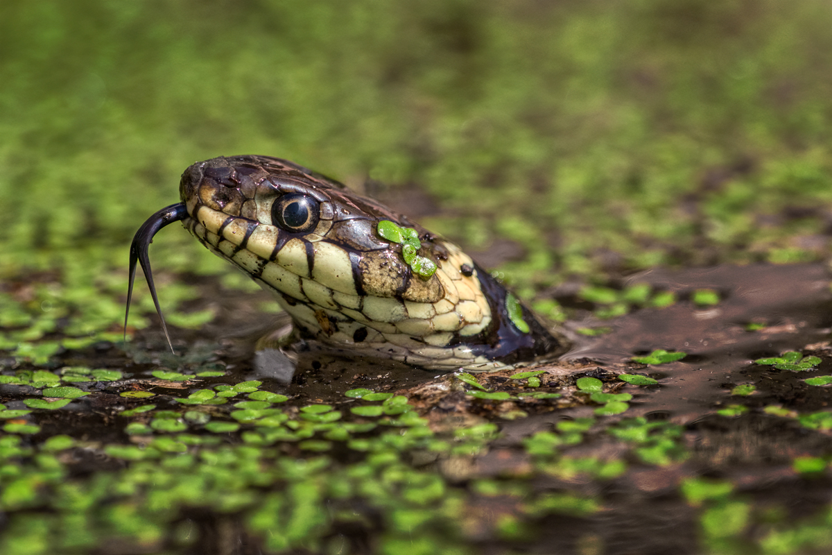 Grass Snake in Duckweed