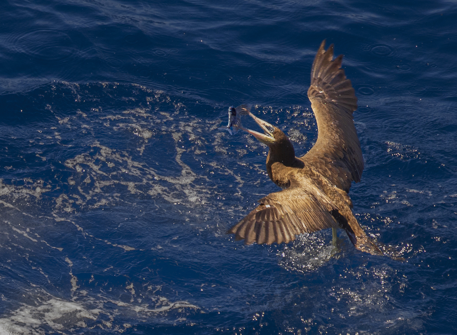 Brown Booby with Flying Fish catch