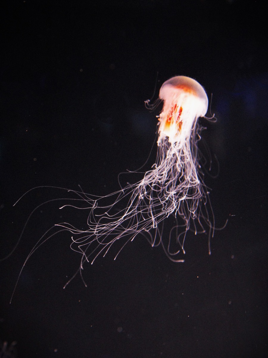 Not Jelly, not fish.