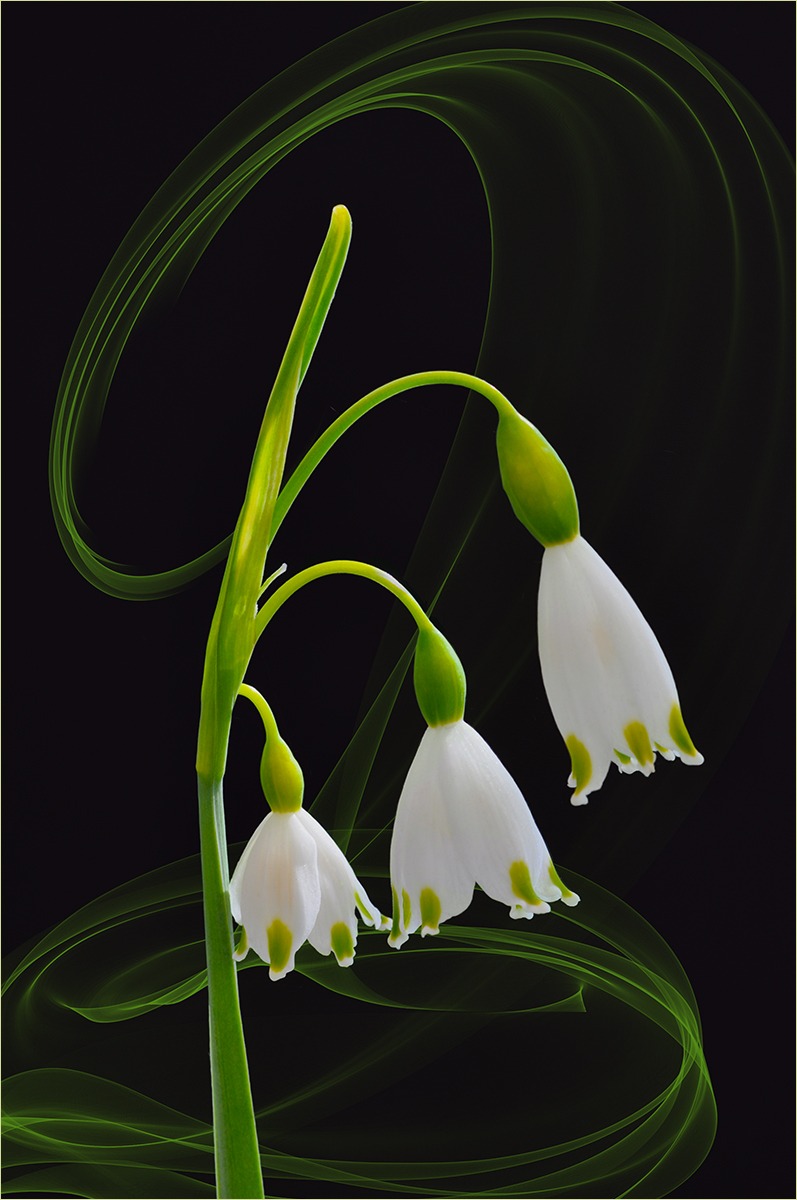 Leucojum