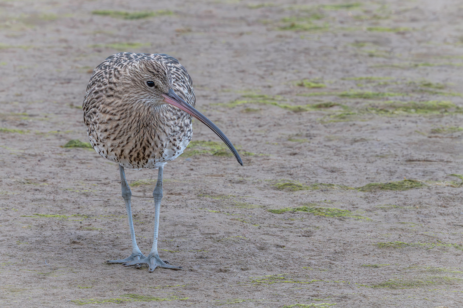 Eurasian Curlew