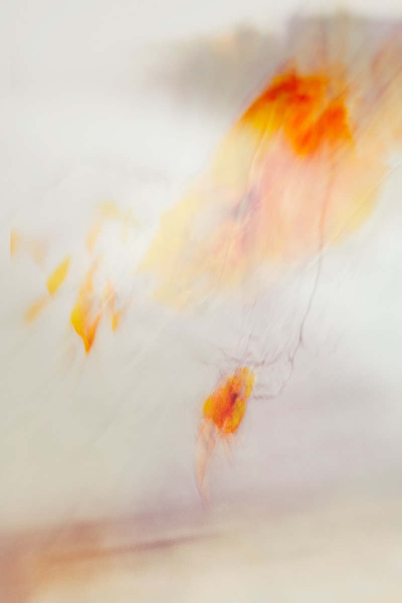 Last leaves of autumn