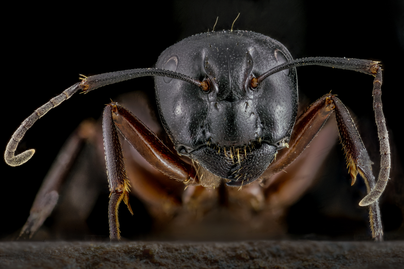 Camponotus ligniperda