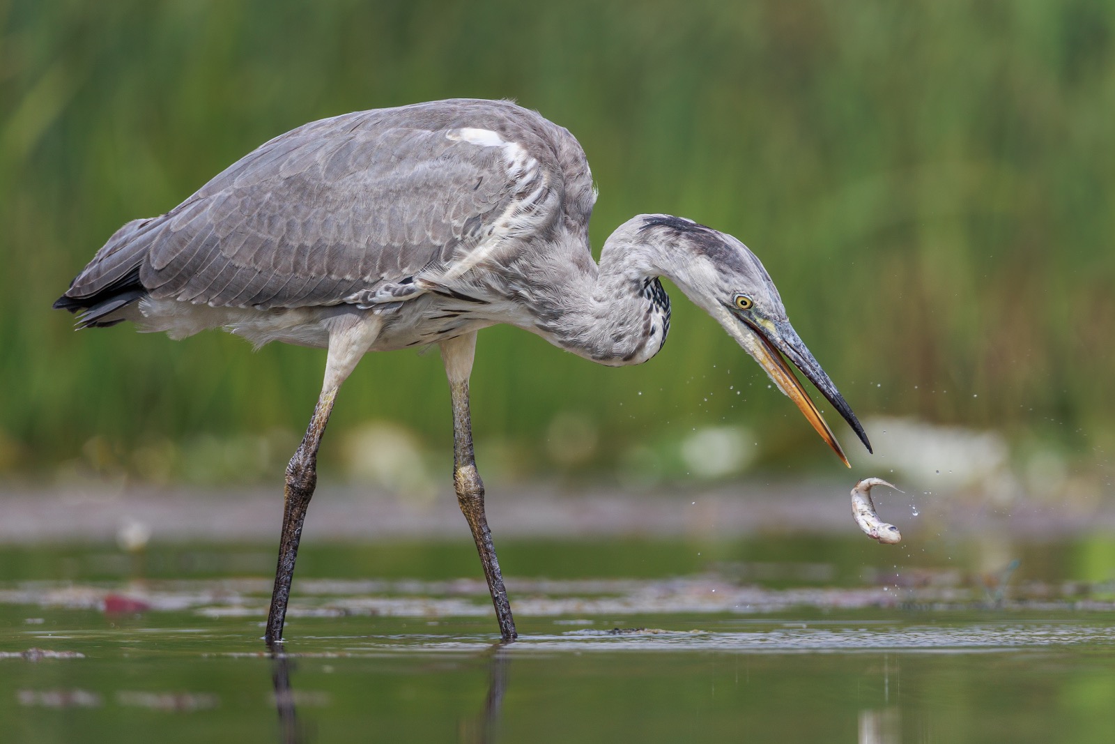 Heron with Catch