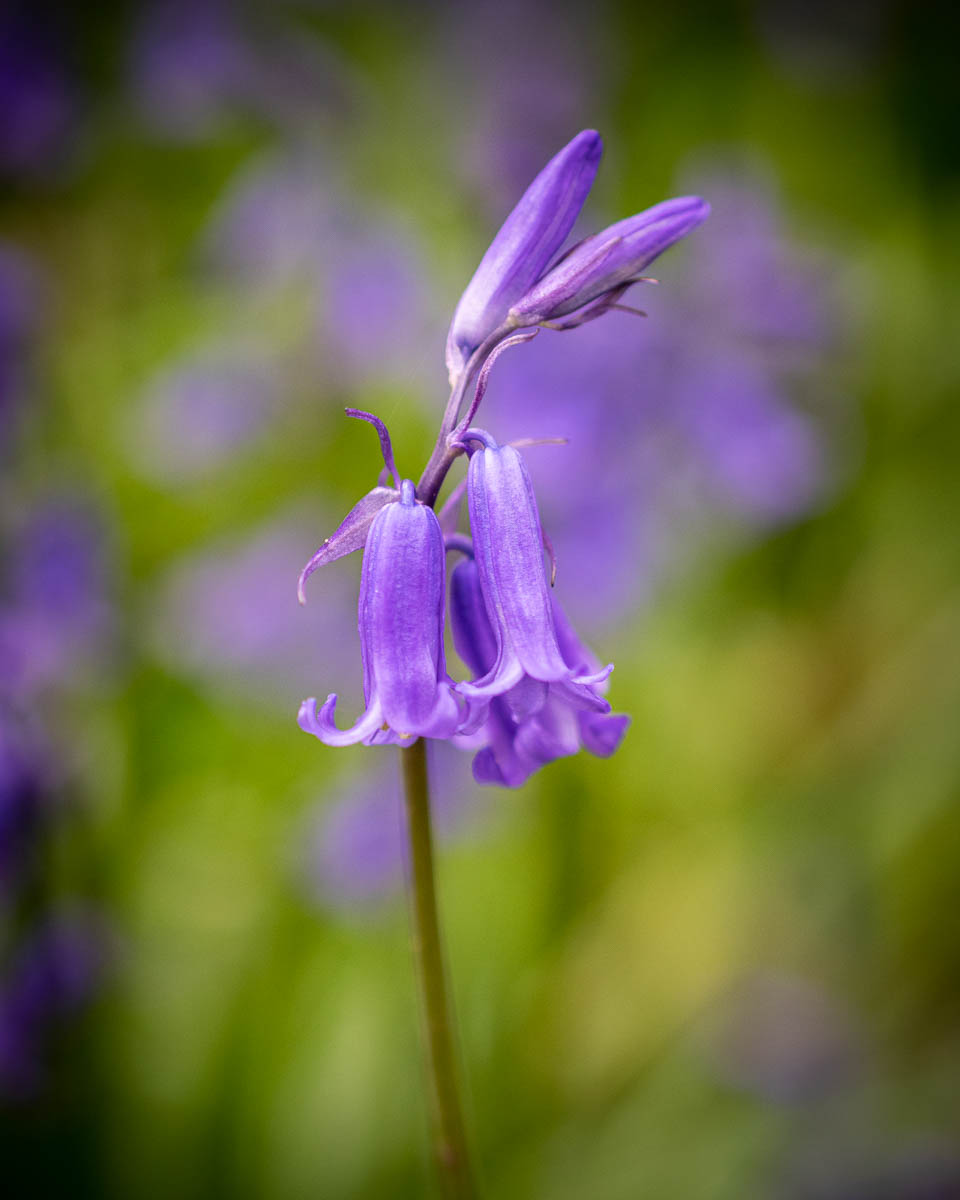 Bluebells