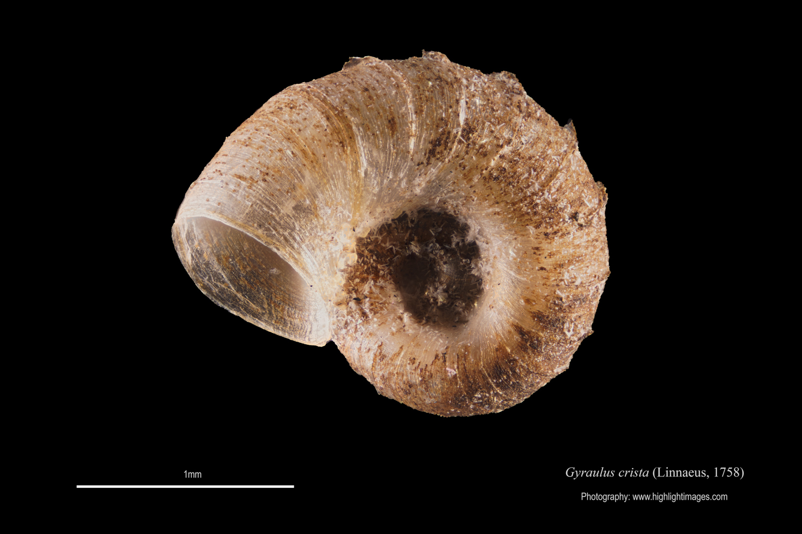 Gyraulus crista