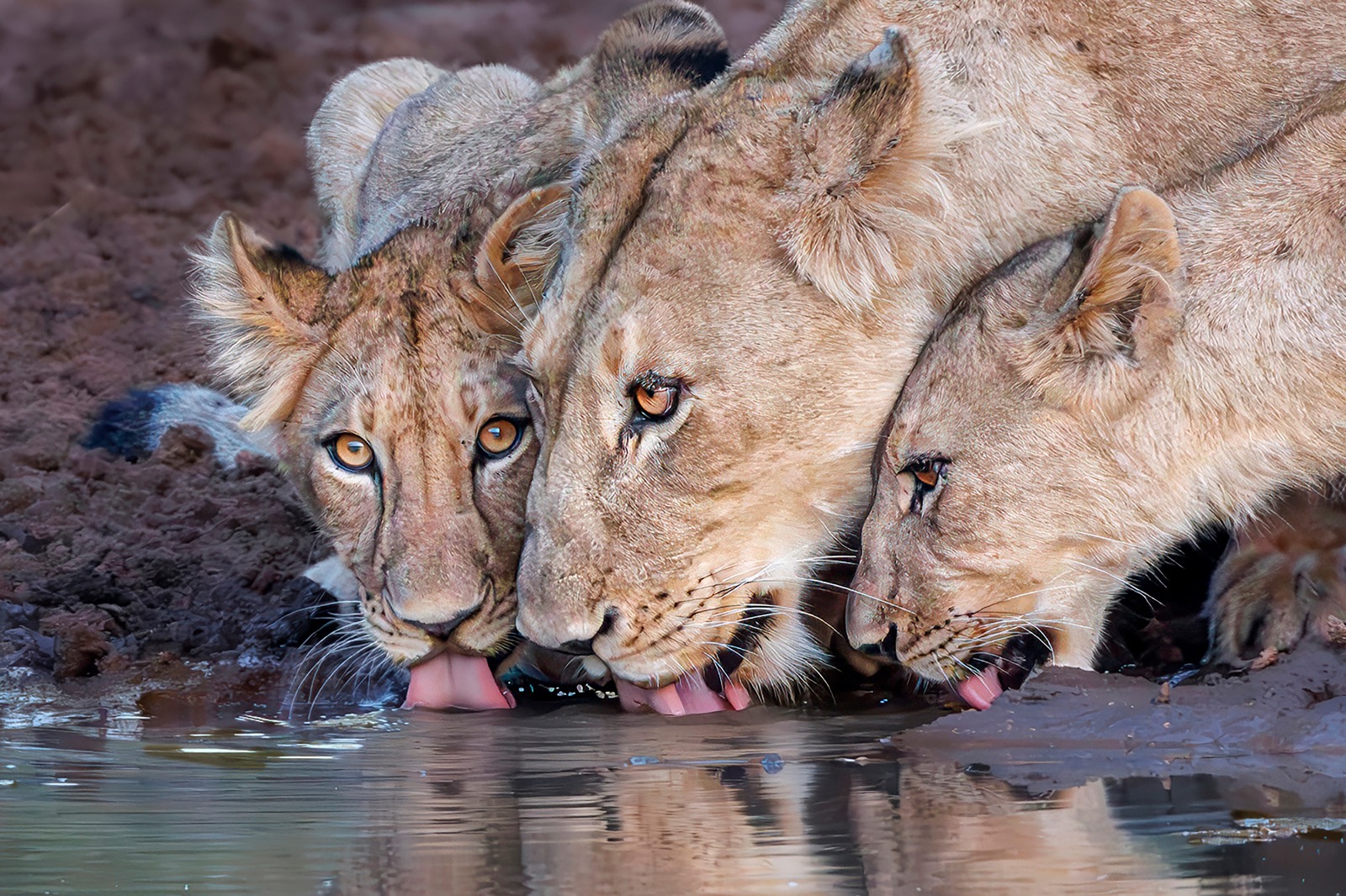 Lion Family Drinking