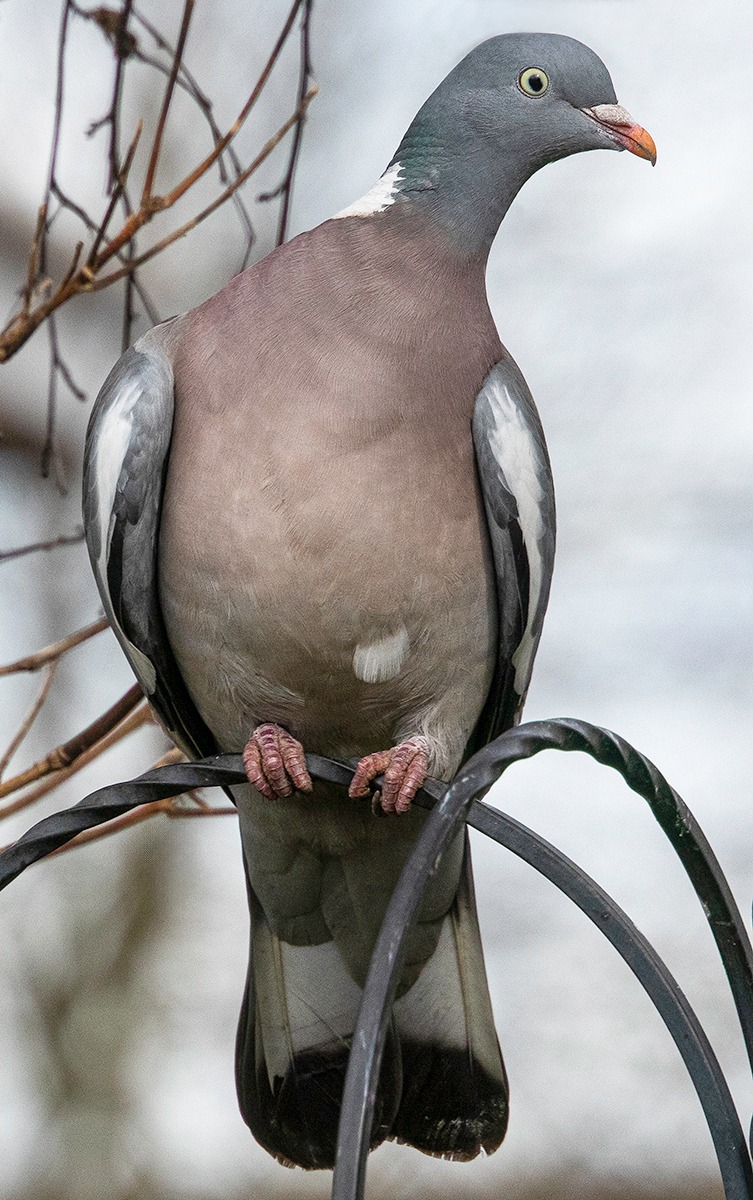 Wood Pigeon