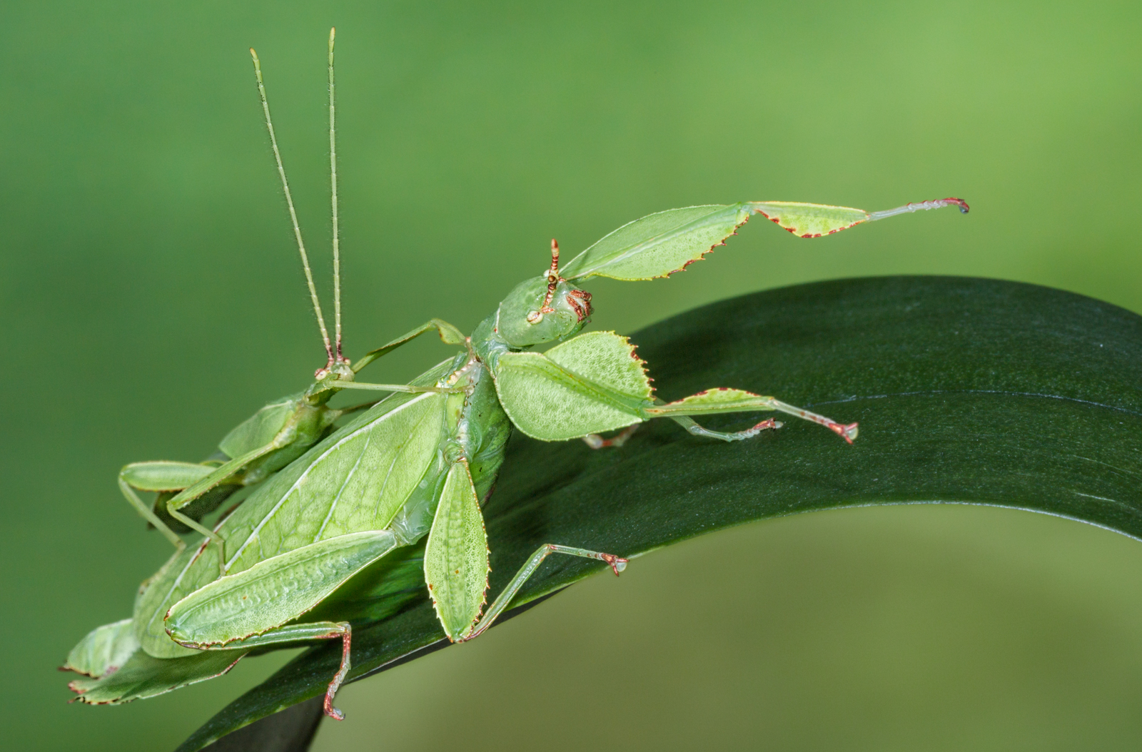 Leaf Insects, Female With Male on Back