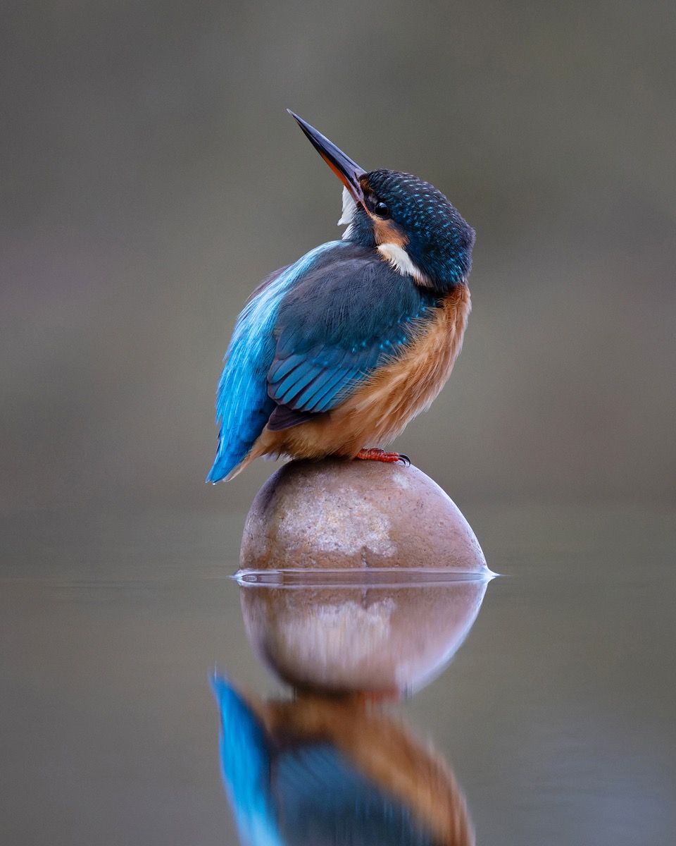 Kingfisher on stone