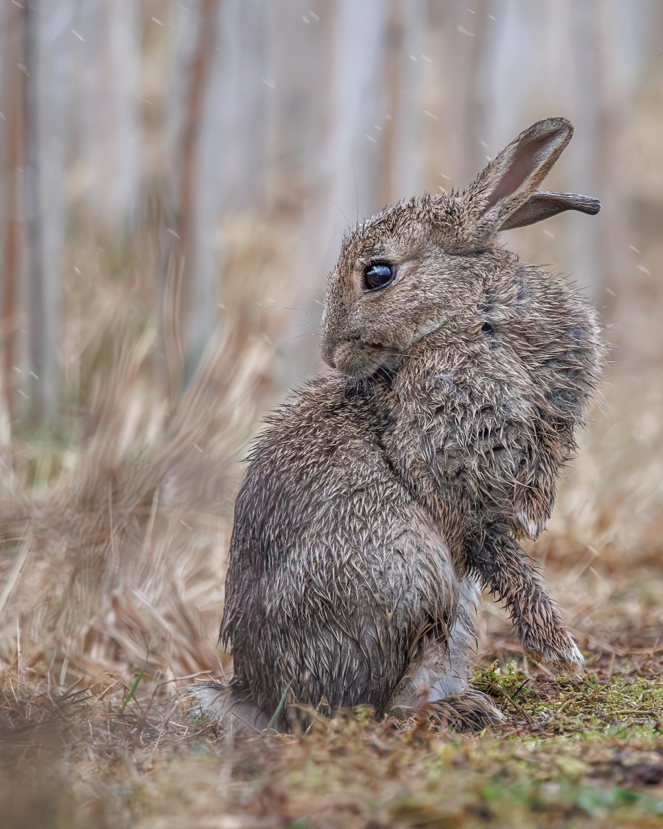 Rabbit in the Spring Rain