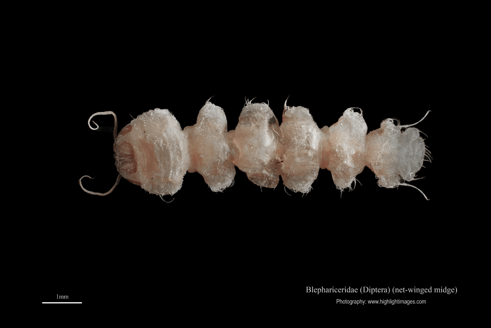 Net-winged midge larva