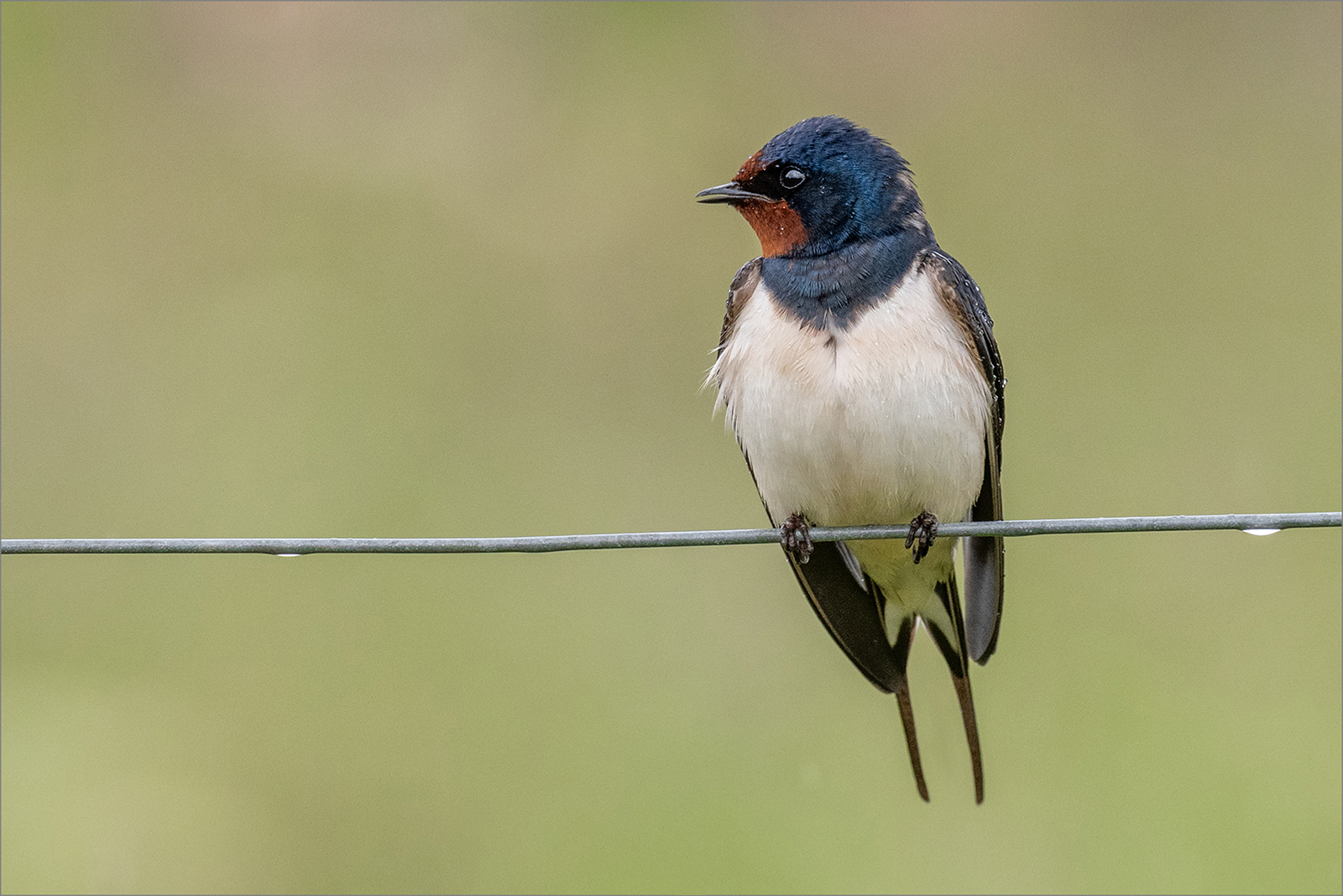 Swallow