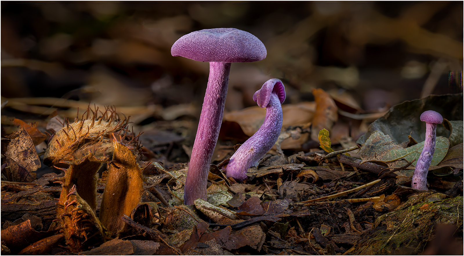 Amethyst Deceiver group