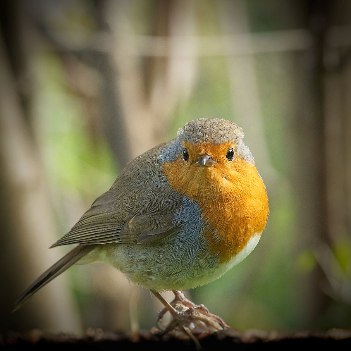 Robin