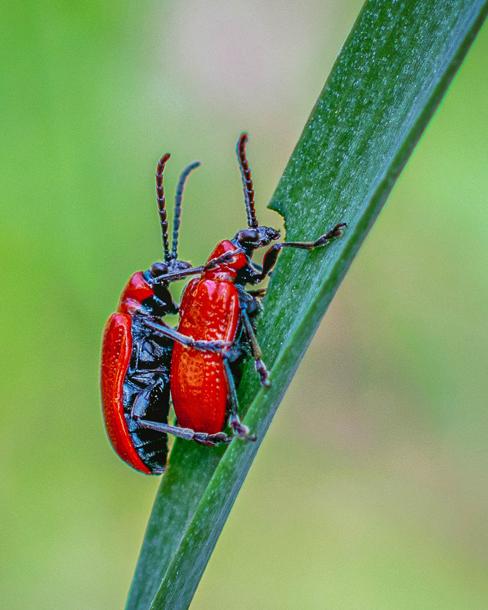 Lilly Beetles