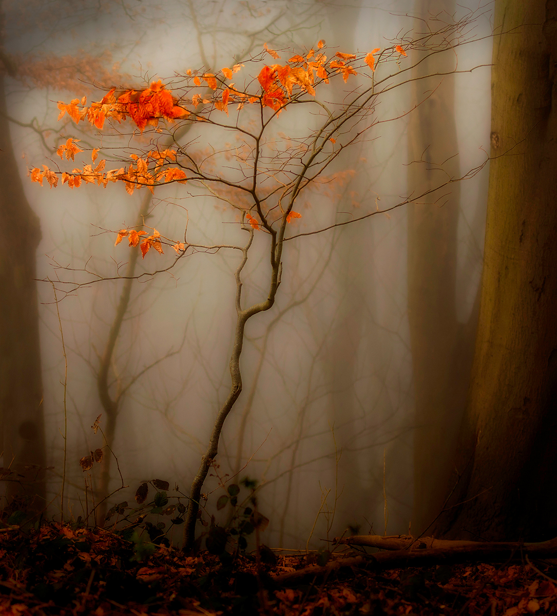 Holding on to Autumn