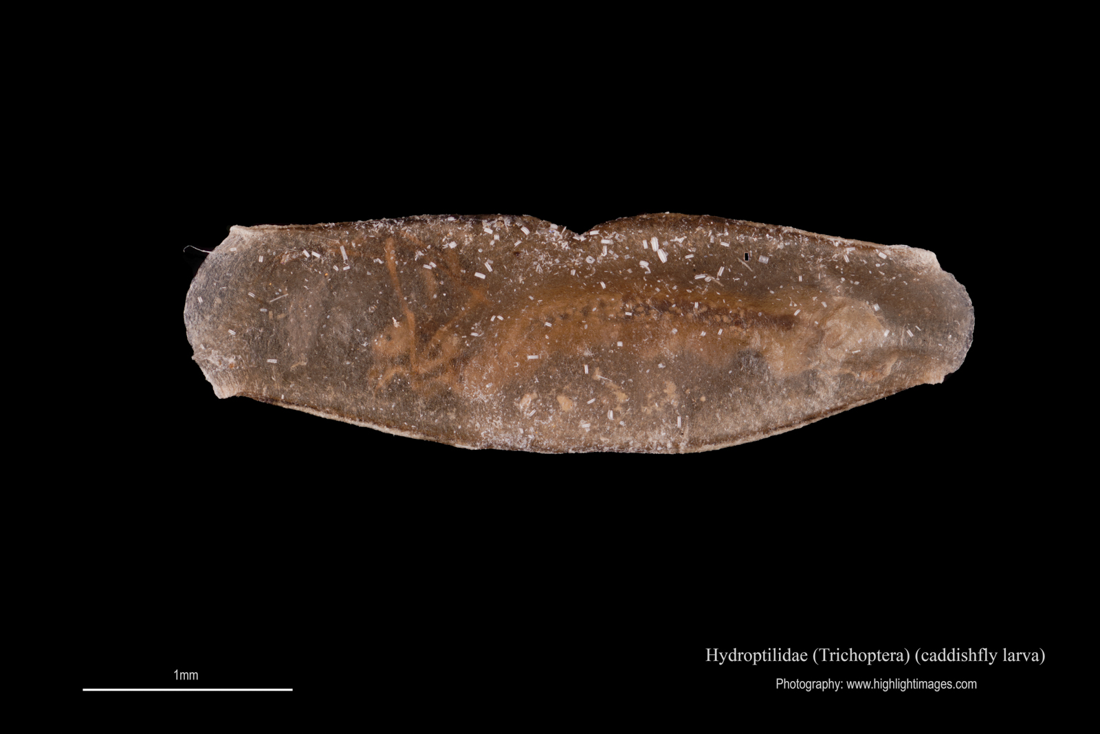 Pupation of caddishfly