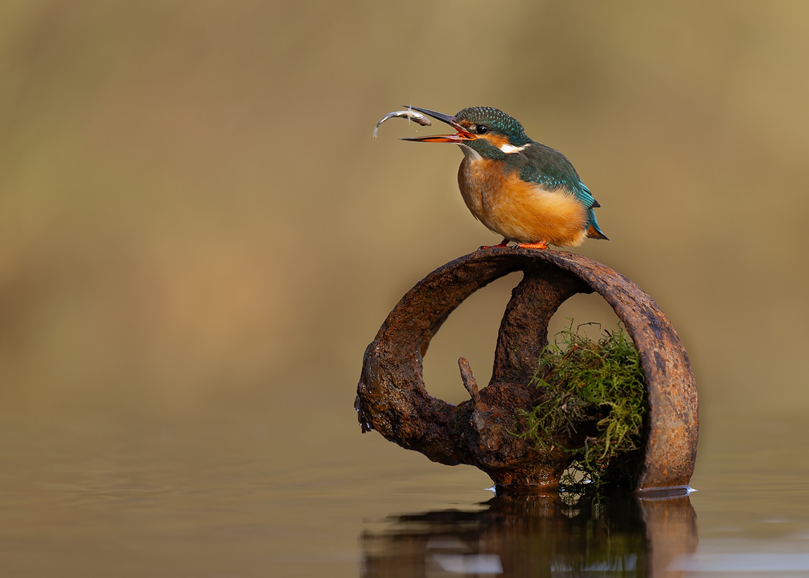 Kingfisher Catch