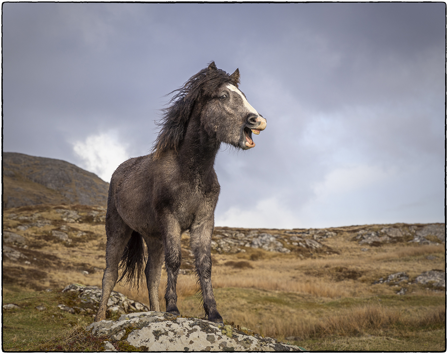 Eriskay Pony