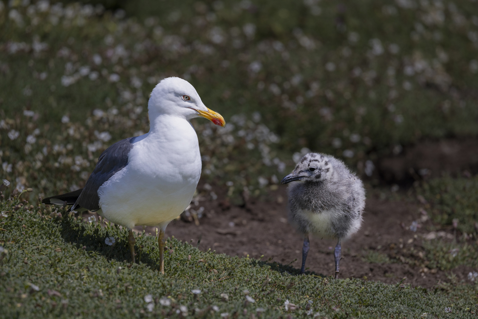 Lesser BB Gull with Chick