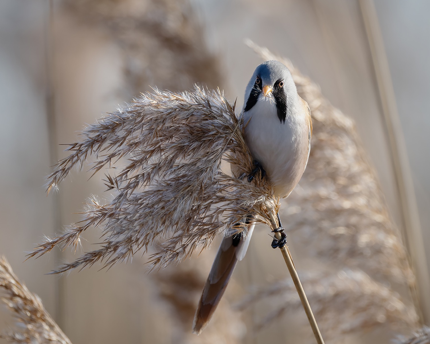 Bearded Reedling