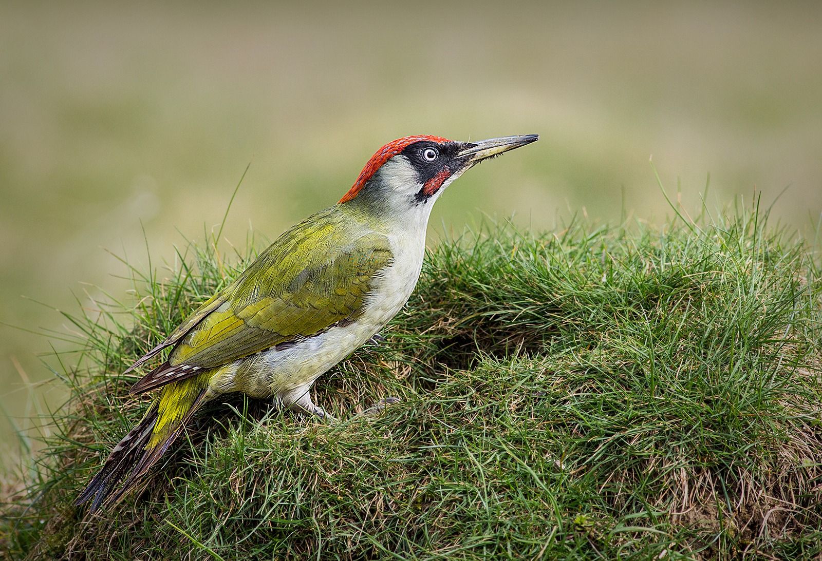 Green Woodpecker
