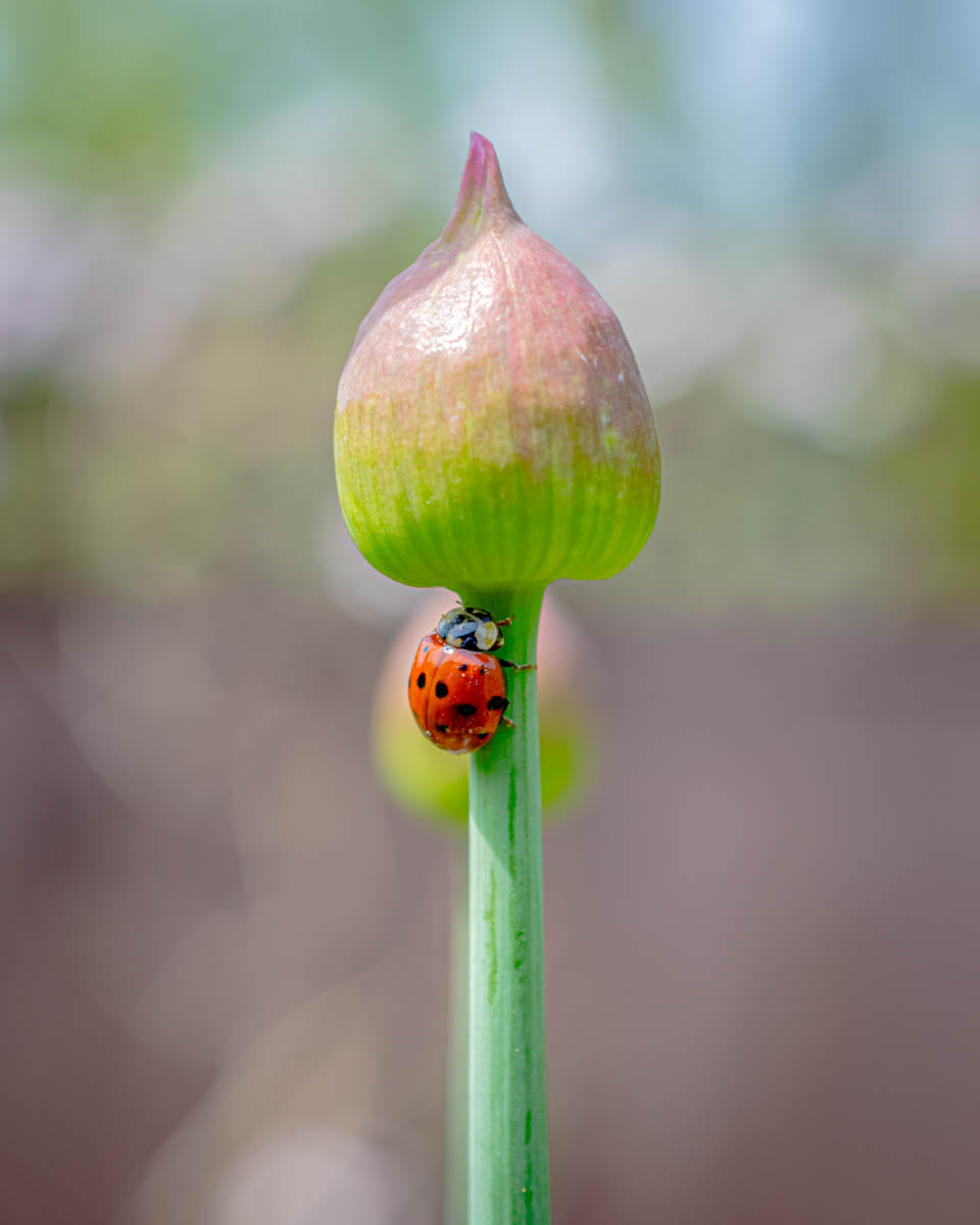 Ladybird climber