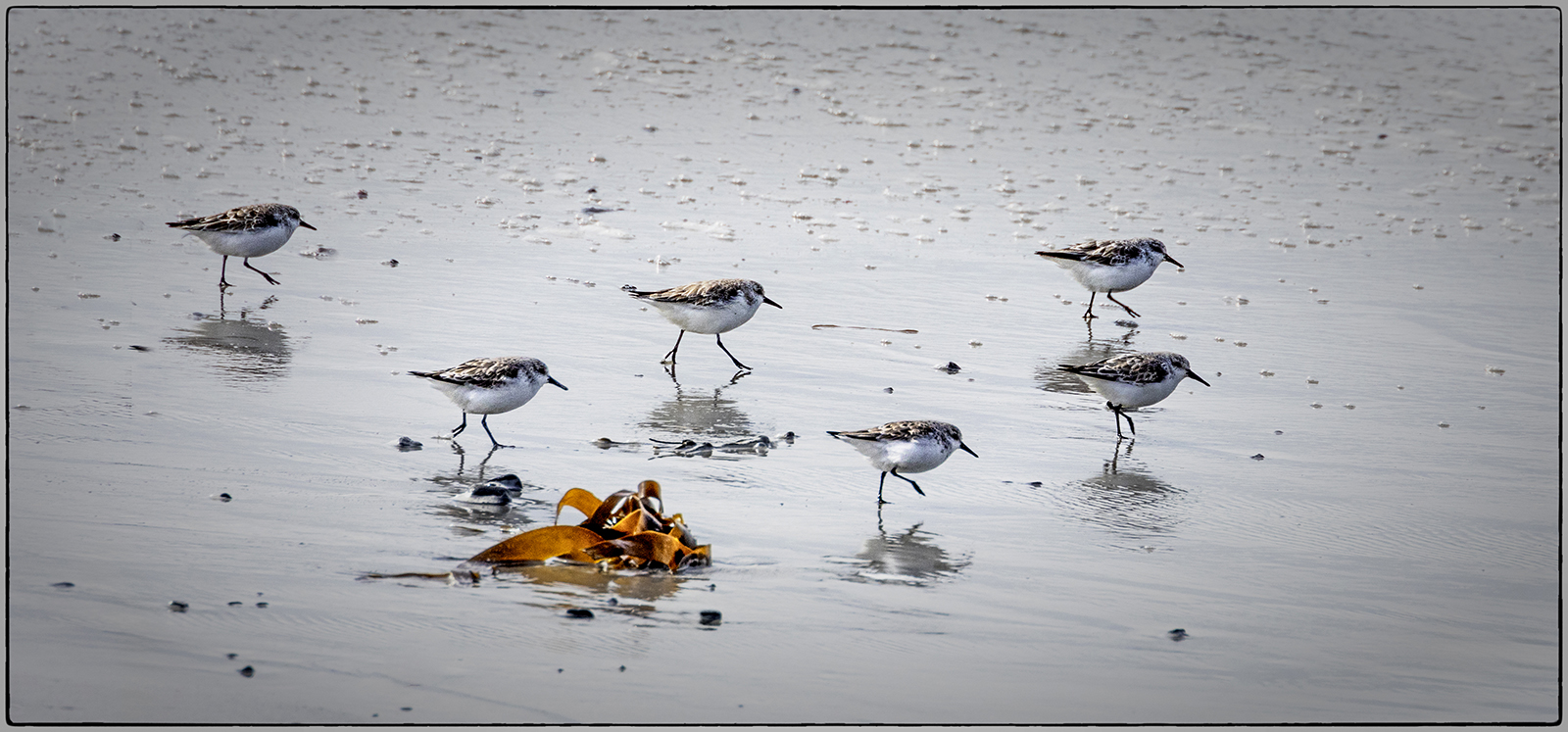 March of the Sanderlings