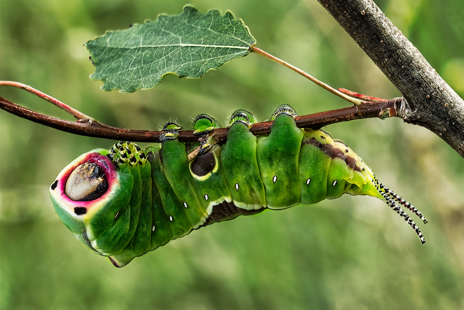 Puss Moth Caterpillar