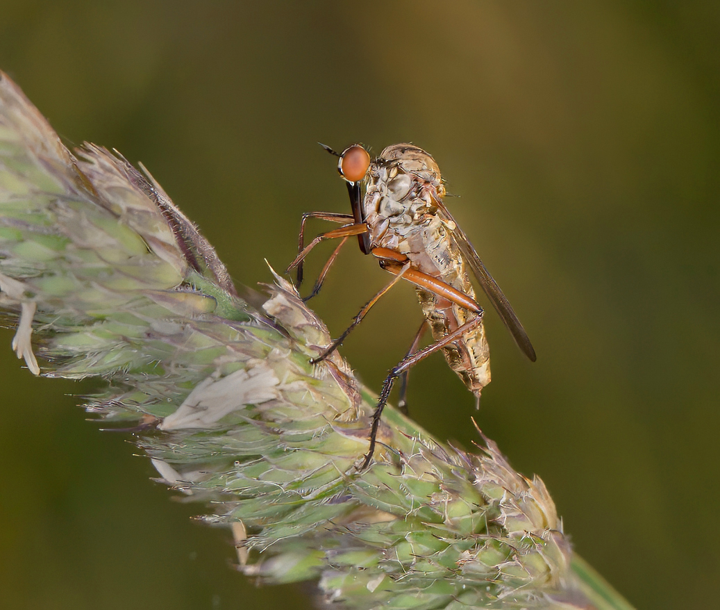 Dance Fly (Empis livida)