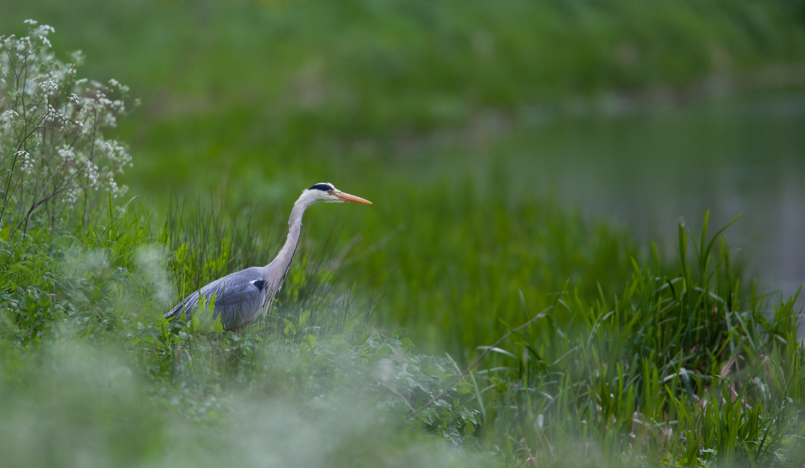 Heron 