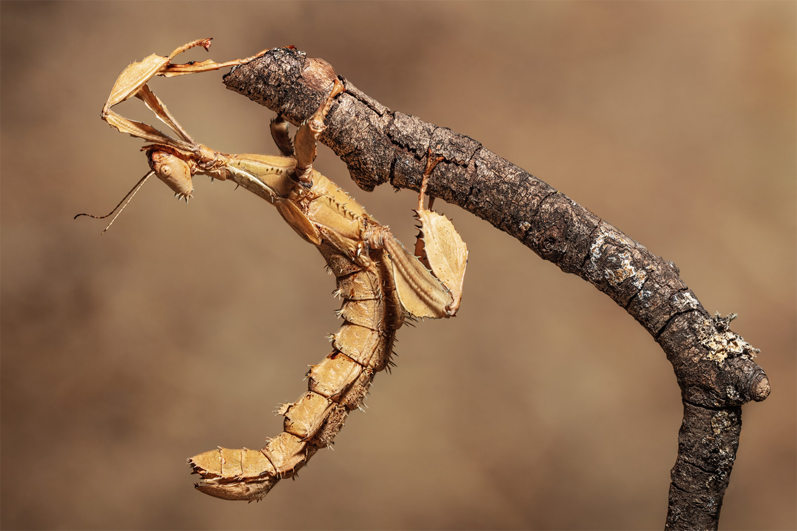 Macleays Stick insect