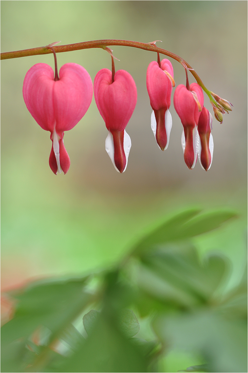Bleeding Hearts