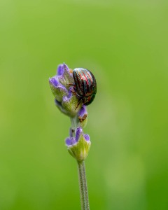 Chrysolina Americana