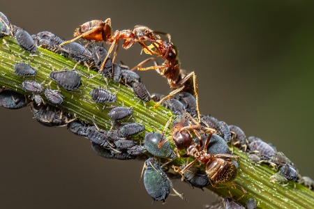 Ants Sharing Honeydew Milked From Aphids