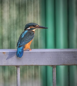 Urban Kingfisher