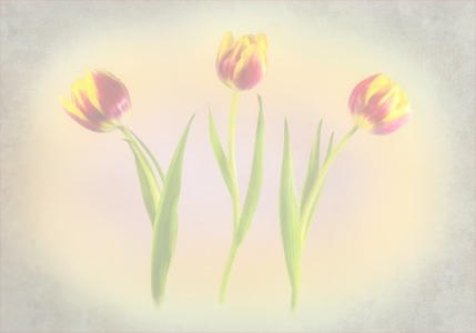 Three Tulips copy small copy