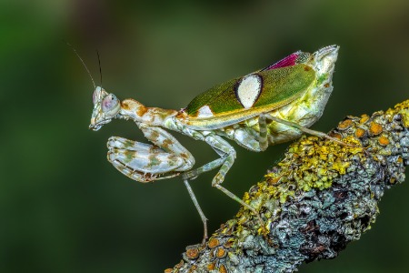 Jewelled Flower Mantis