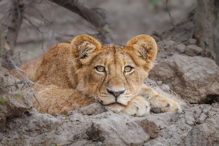 Lion Cub Portrait