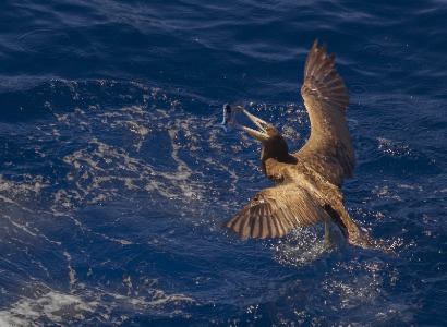 Brown Booby with Flying Fish catch
