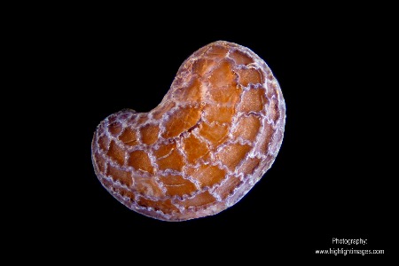 Papaver rhoeas seed
