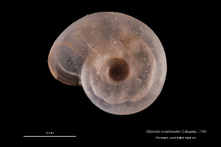 Hippeutis complanatus