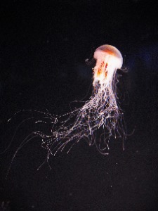 Not Jelly, not fish.